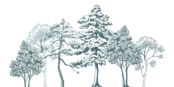 Beautiful Image Forest Trees Stock Illustration — Stock Photo, Image