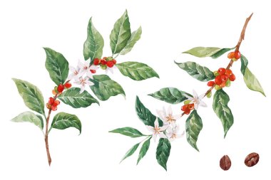 El çizimi kahve dutları ile güzel bir vektör seti. Stock Clipart illüstrasyonu.