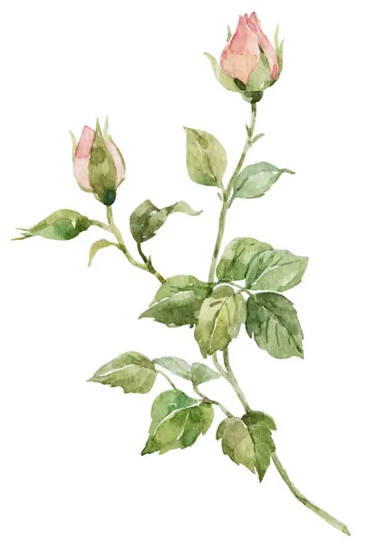 Hermosa Composición Floral Con Flores Color Rosa Acuarela Ilustración Naturaleza —  Fotos de Stock