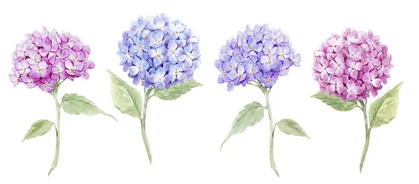 Wunderschönes Blumenset Mit Hortensienblüten Aquarell Naturillustration Stock Clip Art — Stockfoto