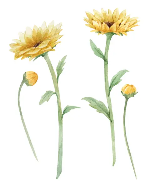 Mooie Bloemen Set Met Aquarel Zonnebloemen Natuurillustratie Voorraadmagazijn Art — Stockfoto