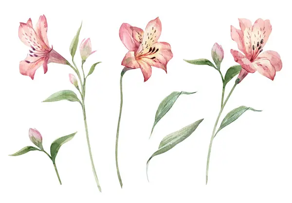 Mooie Bloemenset Met Aquarelbloemen Natuurillustratie Voorraadmagazijn Art — Stockfoto