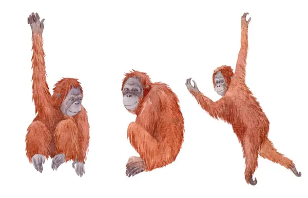 Hermoso Conjunto Con Ilustraciones Orangután Pelo Rojo Dibujado Mano Pinza —  Fotos de Stock