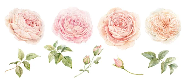 Hermoso Conjunto Floral Con Flores Color Rosa Acuarela Ilustración Naturaleza —  Fotos de Stock
