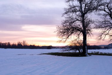 Gün batımında karlı bir arazide yapraksız bir ağaç.