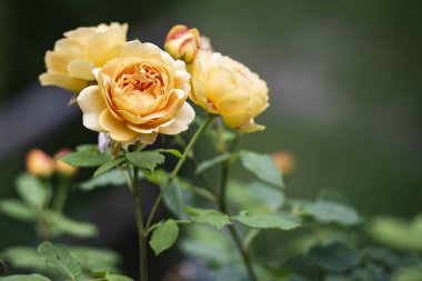 Bir bahçenin arka planında güzel sarı bir gül