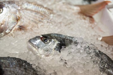 Donmuş deniz çipleri pişmeye hazır.