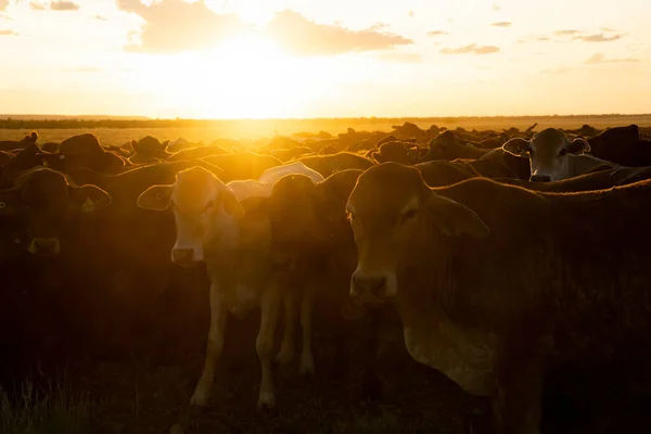 Захід Сонця Над Стадом Великої Рогатої Худоби Околицях Квінсленда — стокове фото