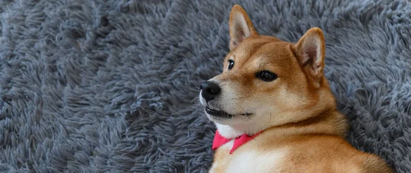 Pohled Shora Japonského Psa Shiba Inu Kravatou Červenou Koberci Obývacím — Stock fotografie