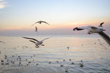 Güzel günbatımında, alacakaranlık sahnesiyle denizin üzerinde uçan martılar.