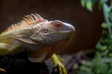 Yakın plan sarı Iguana bir dalın üzerinde yatıyor. İguana, iguana familyasından bir kertenkele sürüngendir.
