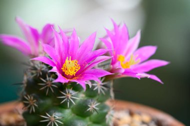Mammillaria Schumannii kaktüsü pembe çiçek açar.