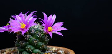 Mammillaria Schumannii kaktüs pembe çiçeği siyah arka planda çiçek açar.