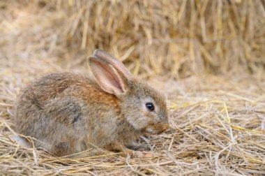 Samanın üzerinde sevimli kahverengi tavşancık evcil hayvanı. Tavşan çiftliği