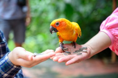Güneş konservesi papağanı ya da Aratinga gündönümü renkli kuş anne ve oğlunun elinden ayçekirdeği yiyor. Kuş severler, Uluslararası kuş günü konsepti