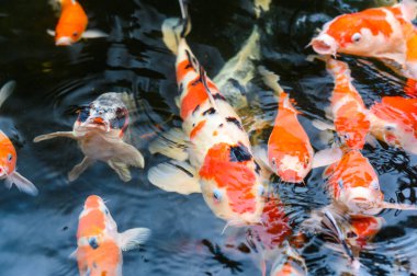 Sazan balığının üst görüntüsü - Havuzda yüzen bir grup sazan balığı, süslü sazan balığı