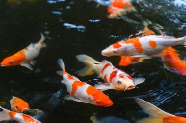 Top view of Carp fish - Group of Koi carps swimming in pool, Fancy carp fish clipart