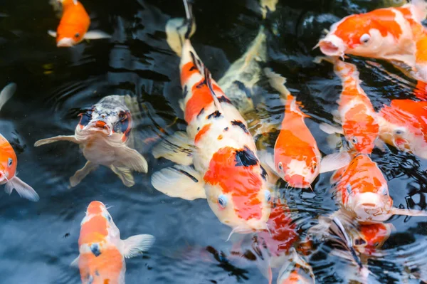 Sazan balığının üst görüntüsü - Havuzda yüzen bir grup sazan balığı, süslü sazan balığı