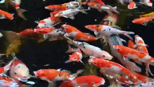 Group Koi Carps Cyprinus Carpio Fishes Swimming Find Eating Food — Vídeos de Stock