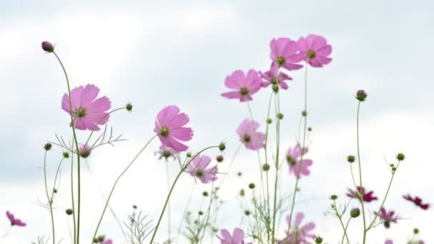 Cosmos Rosa Belleza Flor Que Florece Campo Sobre Fondo Natural — Vídeo de stock