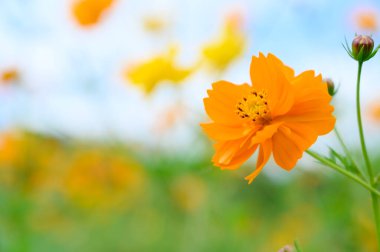 orange cosmos flower blooming in the garden under blue sky
