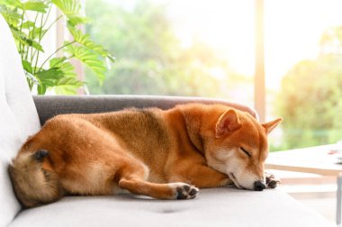 Shiba Inu Japon köpeği oturma odasında kanepede uyuyor. Hayvan sevgisi konsepti. Kopya alanı olan hayvan portresi