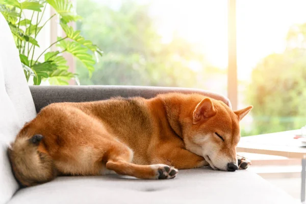 Shiba Inu Perro Japonés Durmiendo Sofá Sala Estar Concepto Amante — Foto de Stock
