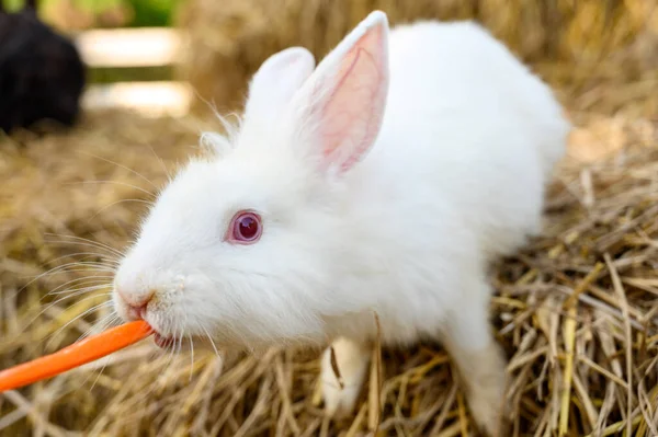 Samanlıkta Havuç Yiyen Sevimli Beyaz Tavşan Evcil Hayvan Tavşan Çiftliği — Stok fotoğraf