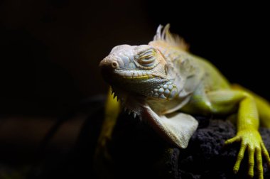 Yakın plan sarı Iguana bir dalın üzerinde yatıyor. İguana, iguana familyasından bir kertenkele sürüngendir.
