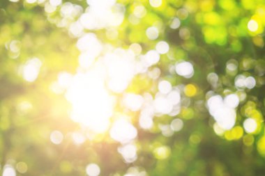 Soyut bulanık yeşil yapraklar bokeh arkaplan. Bulanık yapraklar ve ormanda ağaçlar ilkbahar ve yaz güneşli