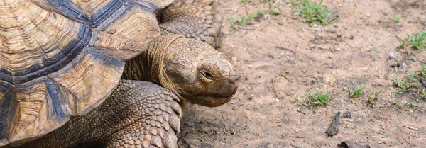 African Spurred Tortoise Garden Giant Turtle Copy Space — Foto de Stock