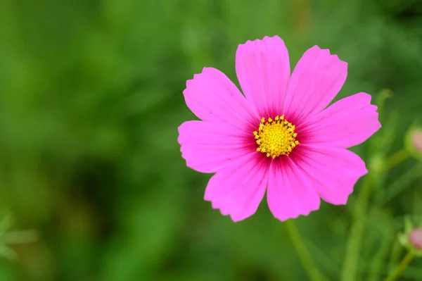 Beauty Pink Cosmos Flower Blooming Field Natural Background — Φωτογραφία Αρχείου