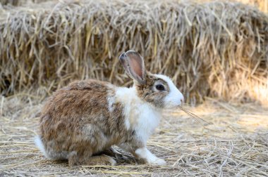 Cute rabbit bunny domestic pet on straw. Rabbit farm