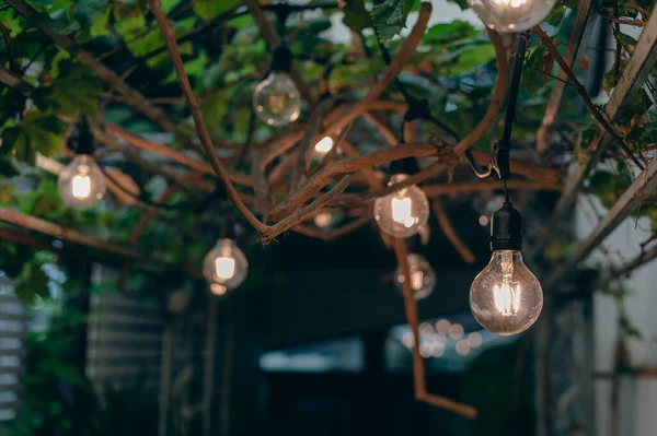 Vintage Glühbirne Hängt Von Traubenbaum Zur Dekoration Garten Freien — Stockfoto