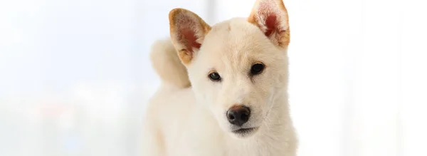 Banner Cover Design White Shiba Inu Japanese Pedigree Adorable Puppy — Stock Photo, Image