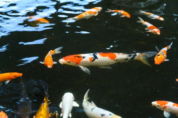 Tampilan Utama Ikan Mas Kelompok Ikan Mas Koi Berenang Kolam — Stok Foto