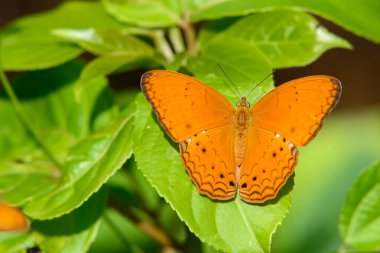 Güzel turuncu Cirrochroa aoris kelebeğinden yeşil yaprağa Tayland 'daki Kaeng Krachan Ulusal Parkı' nda