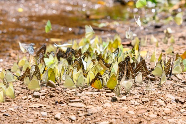 Group Beautiful Butterfly Ground Ban Krang Camp Kaeng Krachan National — Stock Photo, Image