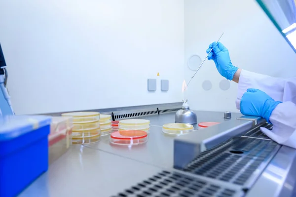 Mikrobiyolojik Aşılama Döngüsü Biyolojik Güvenlik Dolabındaki Alkol Bunsen Ocağında Sterilize — Stok fotoğraf