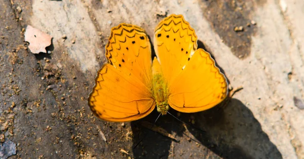 Hermosa Mariposa Cirrochroa Aoris Ban Krang Camp Kaeng Krachan National — Foto de Stock