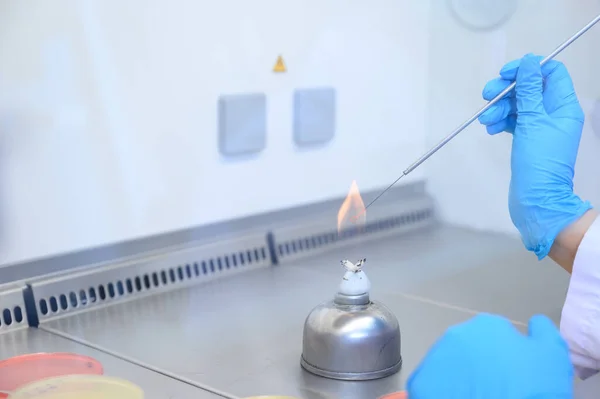 Boucle Inoculation Microbiologique Stérilisée Dans Flamme Brûleur Bunsen Alcool Dans — Photo