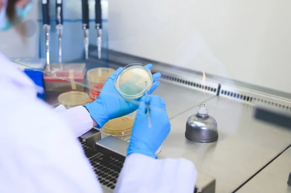 科学者の手は 生物学的安全キャビネット内のペトリ皿の白い接種ループを栽培します 微生物学者は細菌と — ストック写真