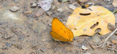 Güzel Cirrochroa aoris kelebeği Ban Krang kampında, Kaeng Krachan Ulusal Parkı Tayland 'da