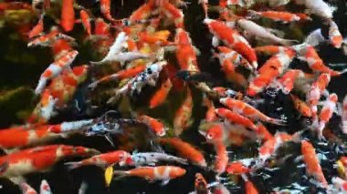 Group of koi carps (Cyprinus carpio) fishes are swimming and find eating food in the pond very joyfully