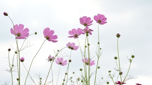 Schoonheid Roze Kosmos Bloem Bloeien Het Veld Natuurlijke Achtergrond — Stockvideo
