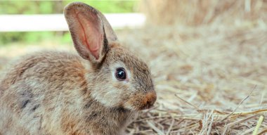 Samanın üzerinde sevimli kahverengi tavşancık evcil hayvanı. Tavşan çiftliği