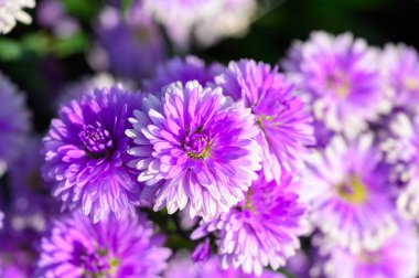 Michaelmas Daisy (Aster Amellus), Aster Alpinus, Asteraceae menekşeleri yazın çoğalarak çoğalır.