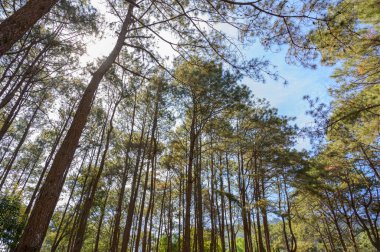 Güneş ışığı ve doğal manzaralı çam ağacı ormanı. Temiz arka planı olan pek çok çam ağacına bakın.