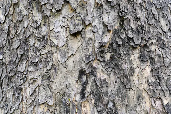 stock image Texture of old tree bark. Natural treecreeper background