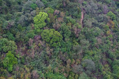 Gökyüzü manzaralı yeşil ağaçların manzarası doğa arka planında. Hong Kong.